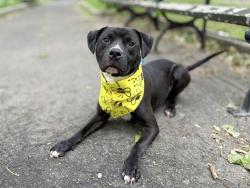 Shelter Stray Male Dog last seen Apt 3C,2155 Madison Avenue, NEW YORK, NY, 10037, 326 E 110th St, New York, NY 10029, USA