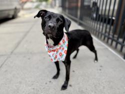 Shelter Stray Female Dog last seen Apt 2,256 W 111th Street, NEW YORK, NY, 10026, 326 E 110th St, New York, NY 10029, USA