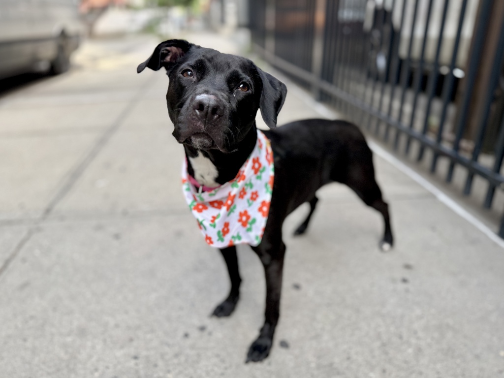 Shelter Stray Female Dog last seen Apt 2,256 W 111th Street, NEW YORK, NY, 10026, 326 E 110th St, New York, NY 10029, USA