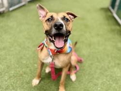 Shelter Stray Male Dog last seen Near E 149 Street, BRONX, NY, 10455, 326 E 110th St, New York, NY 10029, USA