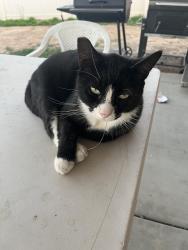 Lost Male Cat last seen Ethanac and menifee road behind the winco, Perris, CA 92570
