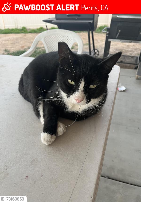 Lost Male Cat last seen Ethanac and menifee road behind the winco, Perris, CA 92570