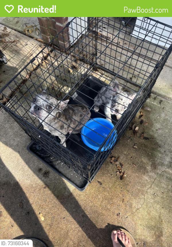 Reunited Female Dog last seen Hart cuff, San Antonio, TX 78249