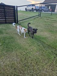 Reunited Male Dog last seen Tucker drive between Azle Hwy and Veal Station rd, Parker County, TX 76085