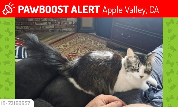 Lost Female Cat last seen Uni and Thunderbird, Apple Valley, CA 92307