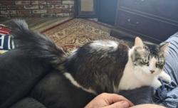 Lost Female Cat last seen Uni and Thunderbird, Apple Valley, CA 92307