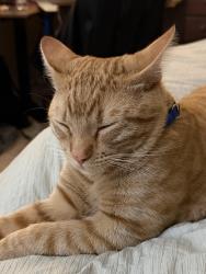 Lost Male Cat last seen Near Camino de las huertas, Placitas, NM 87043