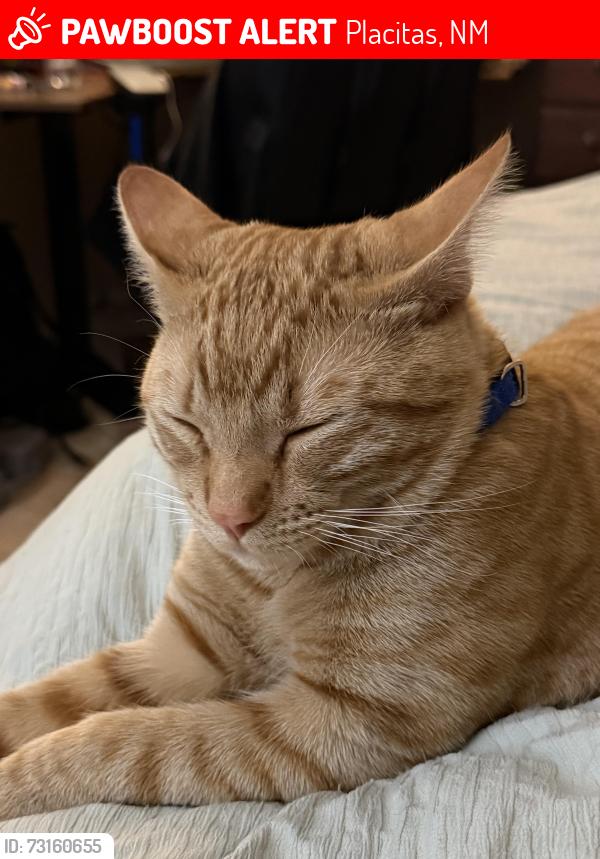 Lost Male Cat last seen Near Camino de las huertas, Placitas, NM 87043