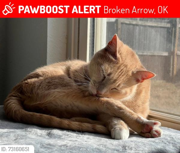 Lost Male Cat last seen New Orleans Square, Broken Arrow, OK 74011