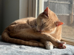 Lost Male Cat last seen New Orleans Square, Broken Arrow, OK 74011
