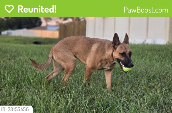 Reunited Female Dog last seen Pershing, Goldenroud, Emu, Orlando, FL 32822