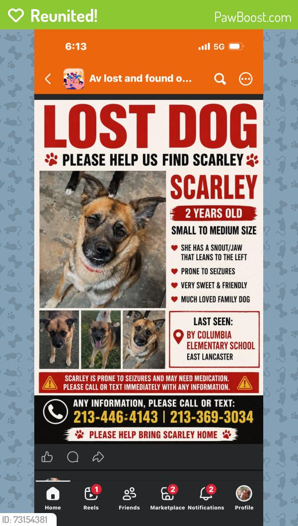 Reunited Female Dog last seen Near East Avenue J-4 Lancaster, CA 93535 United States, Lancaster, CA 93535