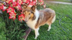 Reunited Female Dog last seen Woodruff and flower, Bellflower, CA 90706