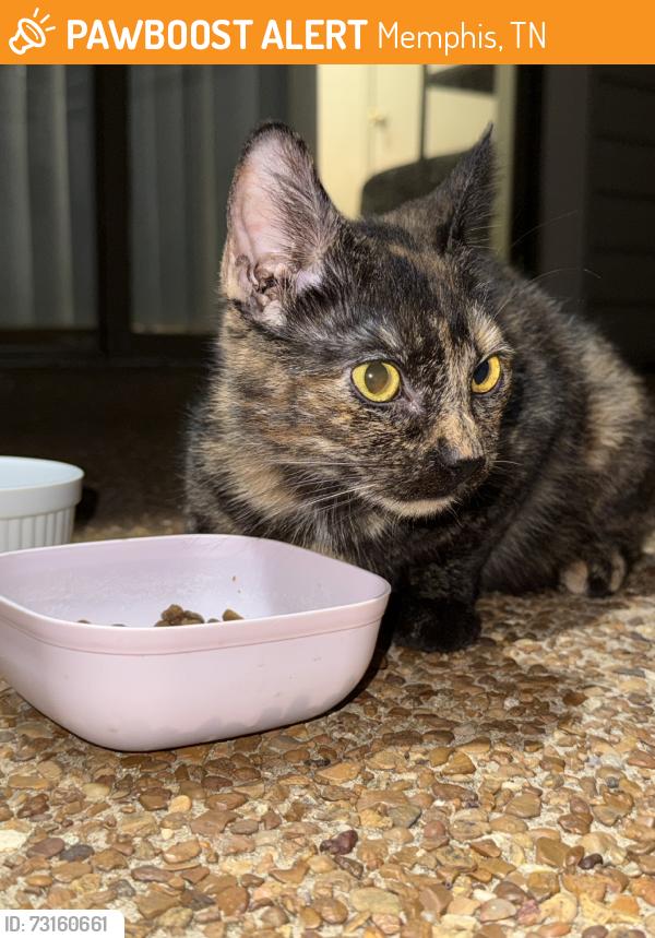 Found/Stray Unknown Cat last seen Westchester dr, Memphis, TN 38134