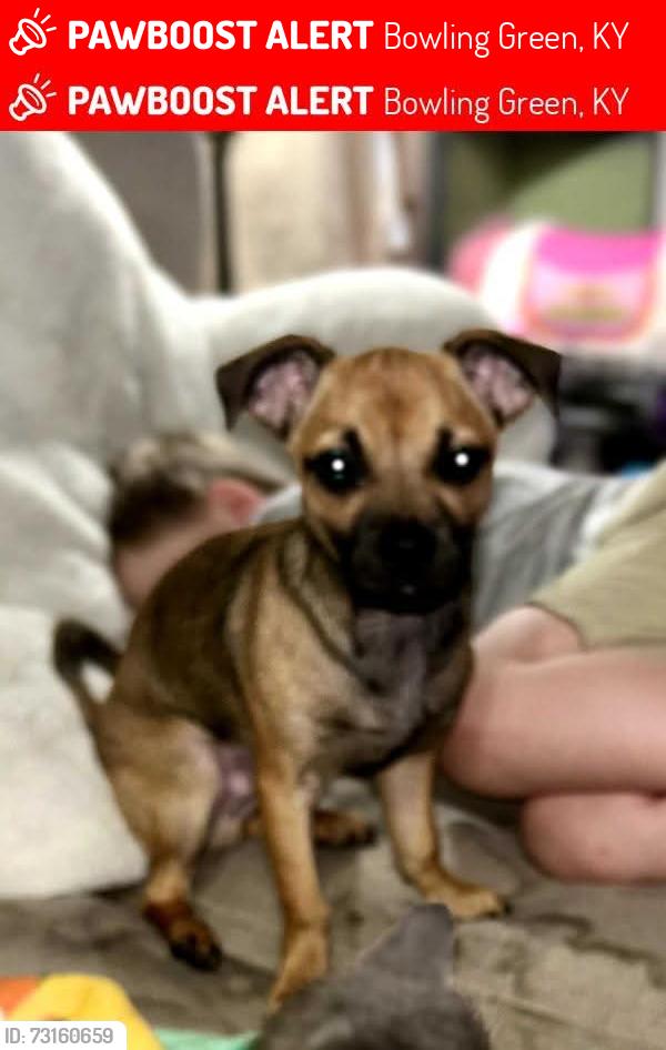 Lost Male Dog last seen TC Cherry school, corner of Liberty and Henry, Bowling Green, KY 42104