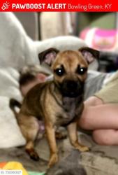 Lost Male Dog last seen TC Cherry school, corner of Liberty and Henry, Bowling Green, KY 42104