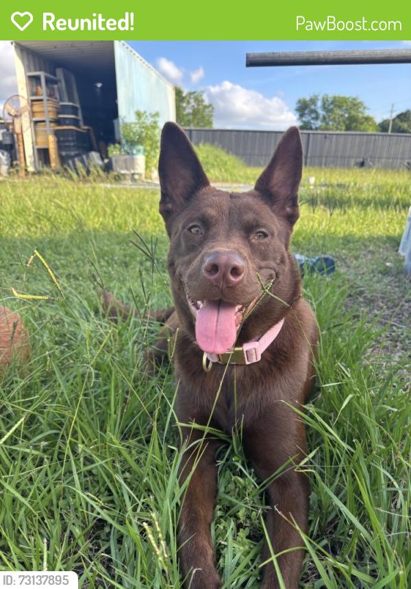 Reunited Female Dog last seen Near Windfern Rd, Houston, TX 77064, USA, Houston, TX 77064
