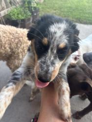 Found/Stray Female Dog last seen Willancy and west road, Houston, TX 77095