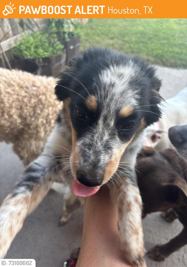 Found/Stray Female Dog last seen Willancy and west road, Houston, TX 77095