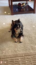 Lost Male Dog last seen Charter Way and California, Stockton, Stockton, CA 95206