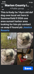 Lost Male Dog last seen Sunset harbor, Summerfield, FL 34491