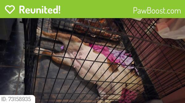 Reunited Female Dog last seen Dona Ana, Doña Ana, NM 88005