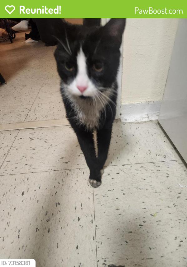 Reunited Male Cat last seen Mary Ellen Mccormick housing development, Boston, MA 02127