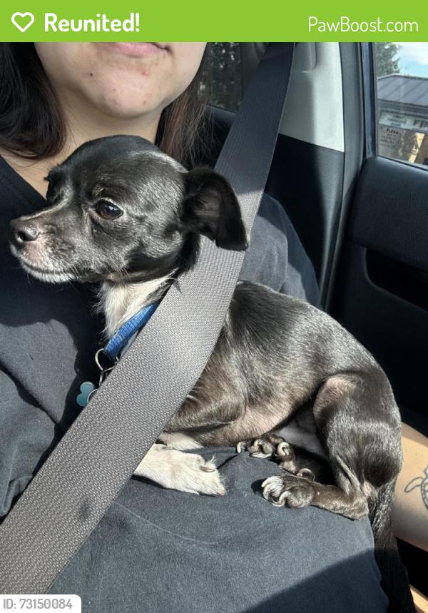 Reunited Male Dog last seen Southern Blvd, Cleburne, TX 76033, USA, Cleburne, TX 76033
