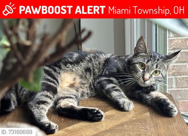 Lost Female Cat last seen Three chimneys ln, Miami Township, OH 45140