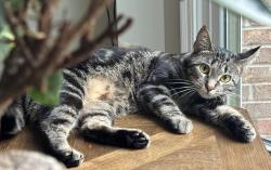 Lost Female Cat last seen Three chimneys ln, Miami Township, OH 45140