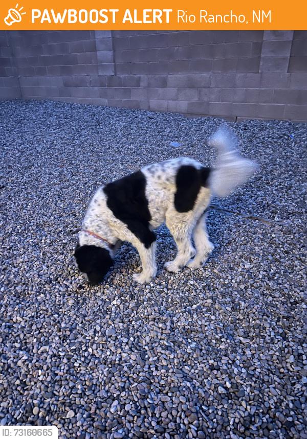 Found/Stray Male Dog last seen Dynamite and Napoleon, Rio Rancho, NM 87144