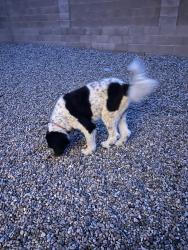 Found/Stray Male Dog last seen Dynamite and Napoleon, Rio Rancho, NM 87144
