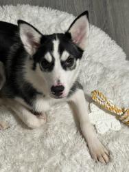 Lost Female Dog last seen the crossing street, O'Fallon, MO 63366