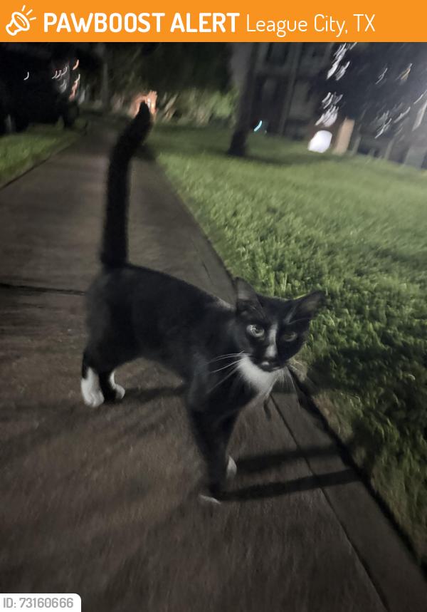 Found/Stray Unknown Cat last seen Near W walker st, League City, TX 77573