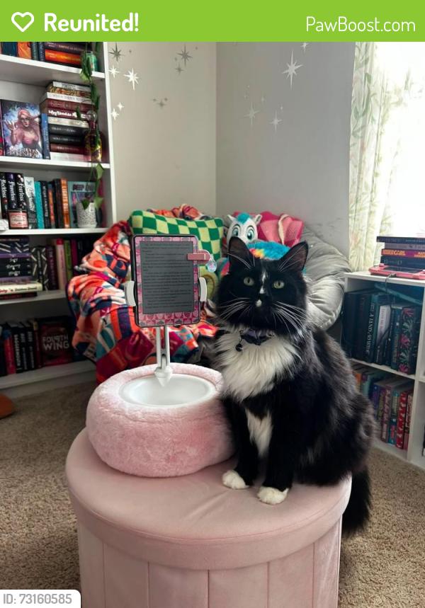 Reunited Male Cat last seen Hwy 29, Anderson County, SC 29669