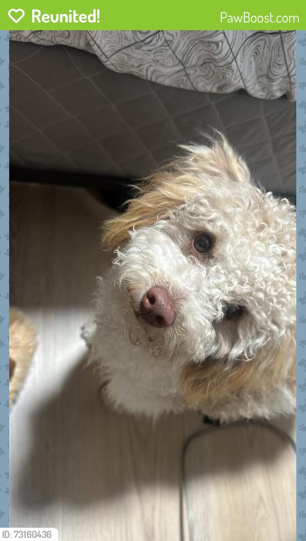 Reunited Male Dog last seen Near Newport Ave, Long Beach, CA 90804, USA, Long Beach, CA 90804