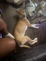 Reunited Male Dog last seen Brookwood Ave, Fayetteville, NC 28301
