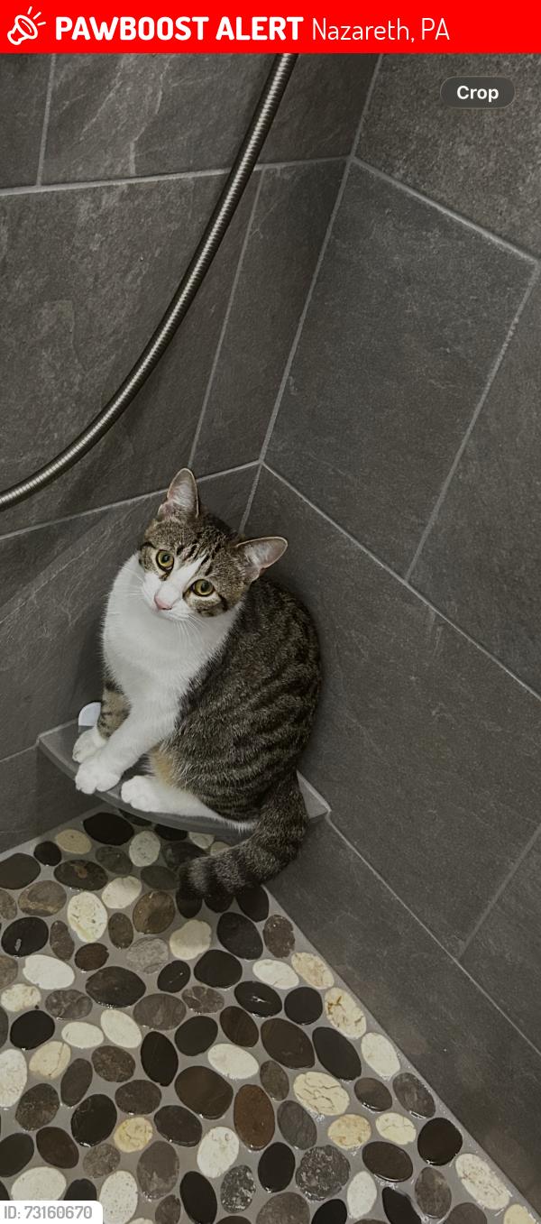 Lost Male Cat last seen twp Line Road between Silver Crest and Stueben Road, Nazareth, PA 18064