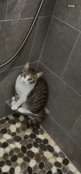 Lost Male Cat last seen twp Line Road between Silver Crest and Stueben Road, Nazareth, PA 18064