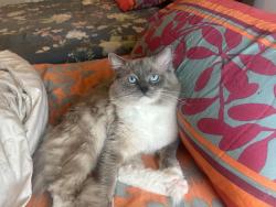 Reunited Male Cat last seen Near Yellowwood Ct, Woodruff, SC 29388, USA, Woodruff, SC 29388