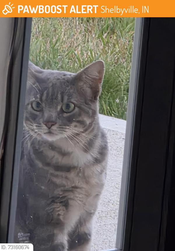 Found/Stray Male Cat last seen South end of Berwick Drive against field & Breckinridge Way, Shelbyville, IN 46176