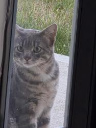Found/Stray Male Cat last seen South end of Berwick Drive against field & Breckinridge Way, Shelbyville, IN 46176