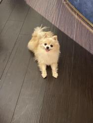 Lost Female Dog last seen Near Centerbrook lane, Pearland, TX 77584