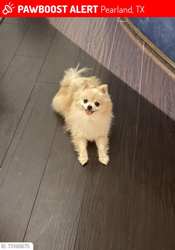 Lost Female Dog last seen Near Centerbrook lane, Pearland, TX 77584