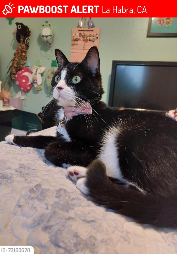 Lost Female Cat last seen S Euclid St and Lambert Rd, La Habra, CA 90631