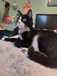 Lost Female Cat last seen Euclid and Lambert, La Habra, CA 90631