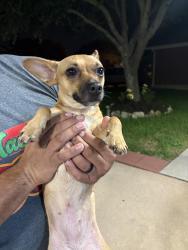 Found/Stray Female Dog last seen Near & Fry rd, Highland Creek Ranch, TX 77449