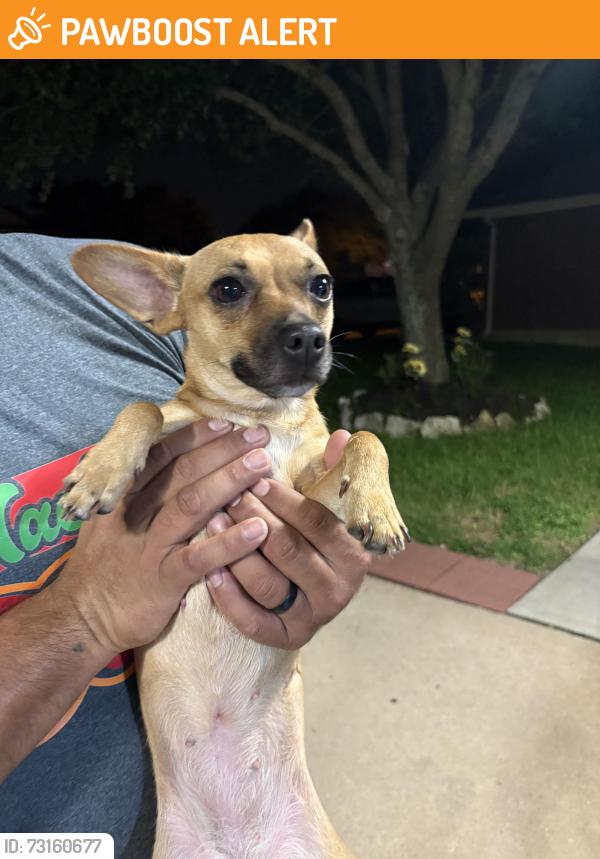 Found/Stray Female Dog last seen Near & Fry rd, Highland Creek Ranch, TX 77449