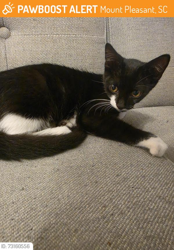 Found/Stray Male Cat last seen Near Sea Gull Drive, Mount Pleasant, SC 29464