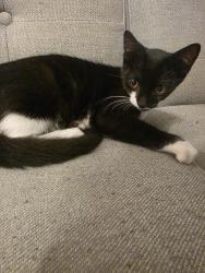 Found/Stray Male Cat last seen Near Sea Gull Drive, Mount Pleasant, SC 29464